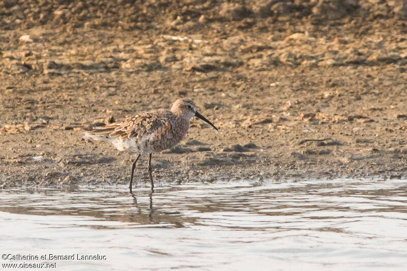 Curlew Sandpiperadult breeding