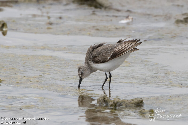 Curlew Sandpiperadult post breeding, feeding habits, fishing/hunting