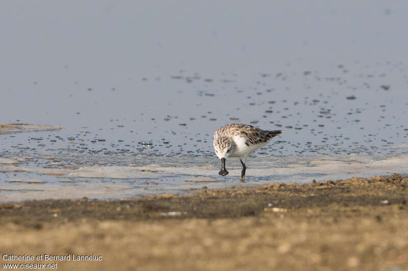 Bécasseau spatuleadulte internuptial, habitat, pêche/chasse