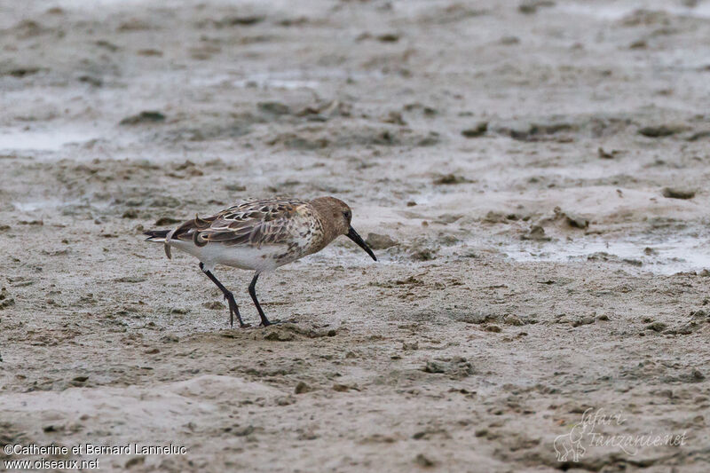 Bécasseau variable