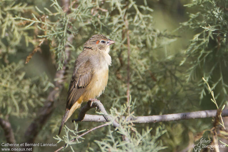 Bengali zébré mâle immature, identification