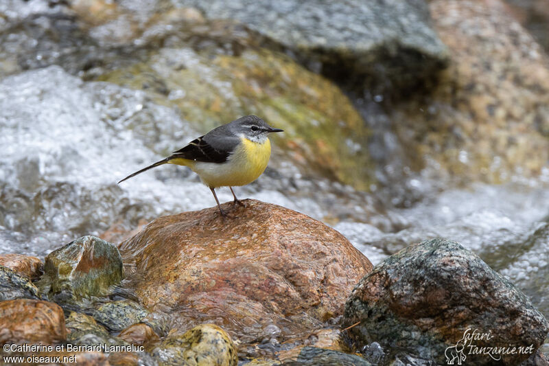 Bergeronnette des ruisseauxadulte, habitat