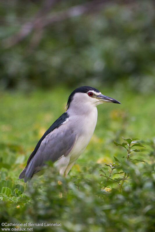 Black-crowned Night Heronadult, identification