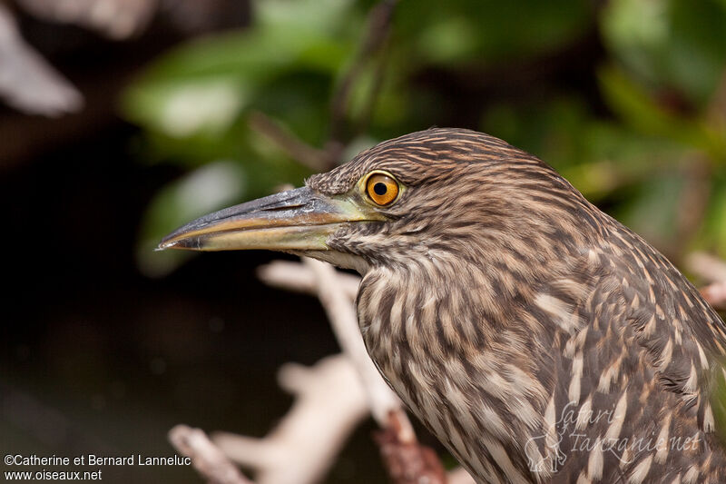 Black-crowned Night Heronimmature, close-up portrait