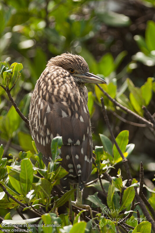 Black-crowned Night Heronimmature, identification