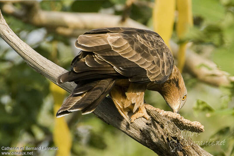 European Honey Buzzard, feeding habits