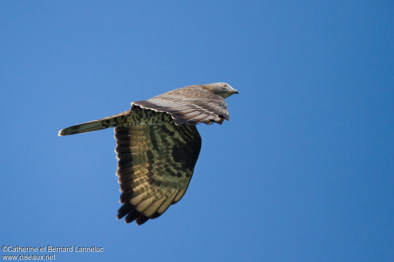 European Honey Buzzard, Flight