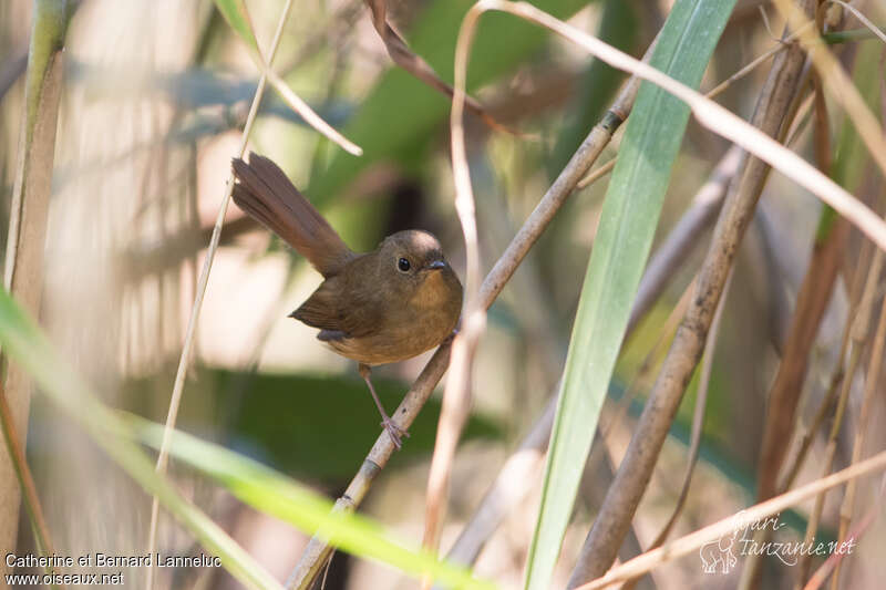 Bradybate à queue rouge femelle adulte, identification