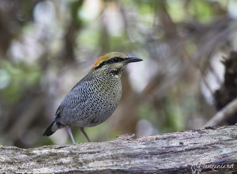 Blue Pitta female adult, identification, Behaviour