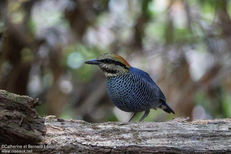 Blue Pitta male adult, identification