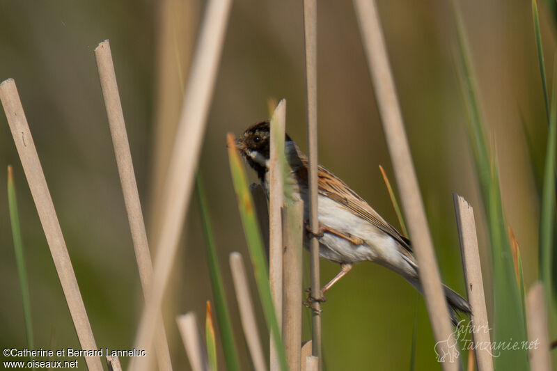 Common Reed Bunting male adult