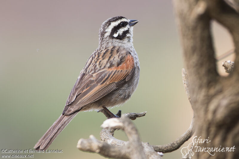 Cape Buntingadult, identification