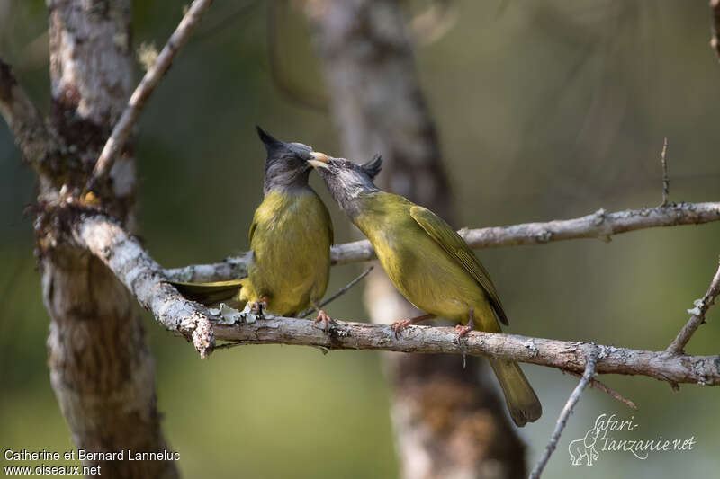 Bulbul à gros bec, Nidification