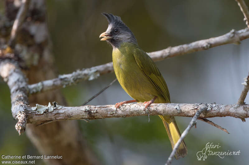 Bulbul à gros becadulte, identification