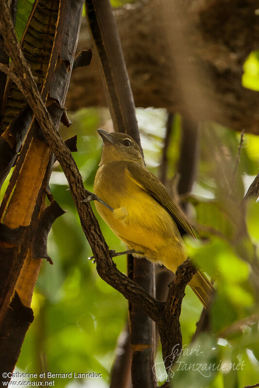 Bulbul à poitrine jauneadulte