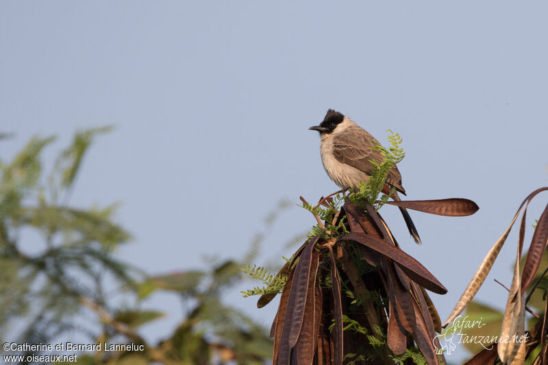 Sooty-headed Bulbuladult, habitat