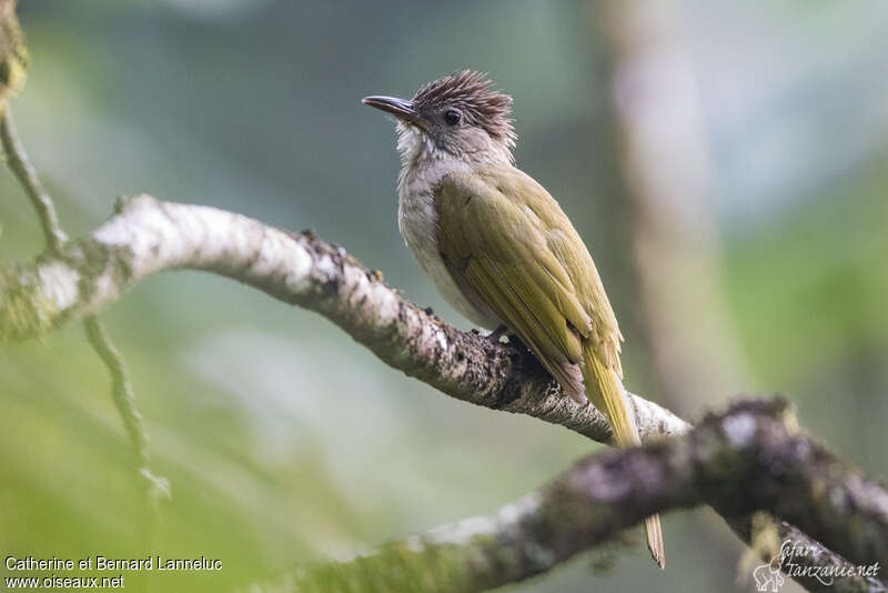 Bulbul de McClellandadulte, identification