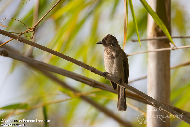 Bulbul des jardinsadulte