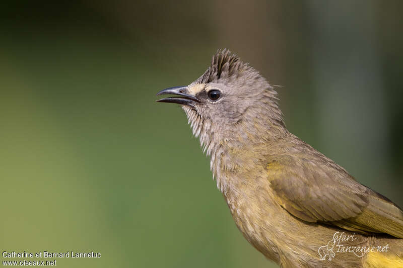 Bulbul flavescentadulte, portrait, composition