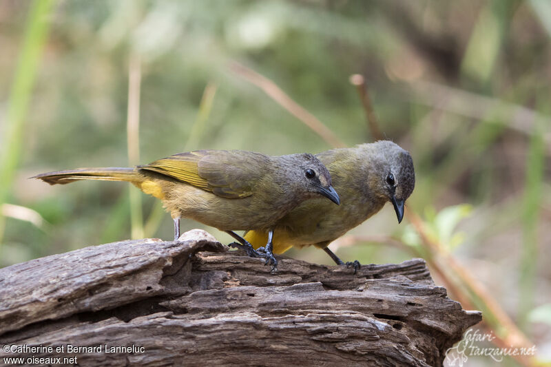 Bulbul flavescentadulte, Comportement