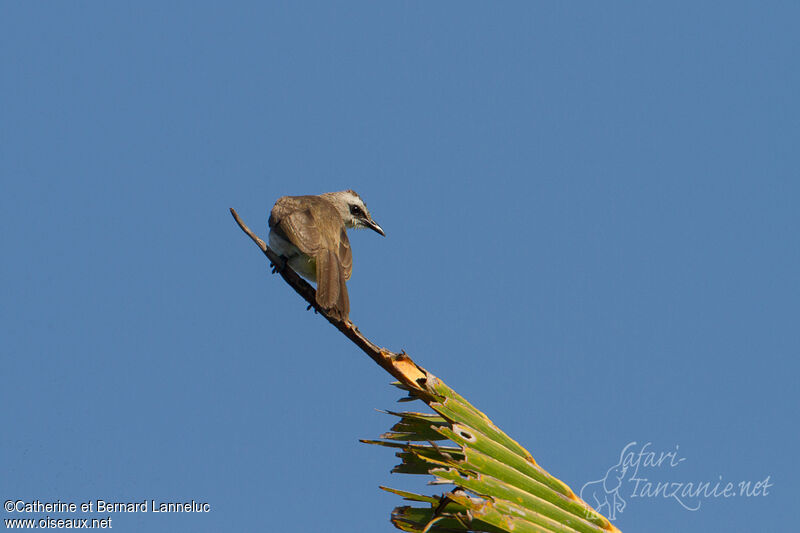 Yellow-vented Bulbul