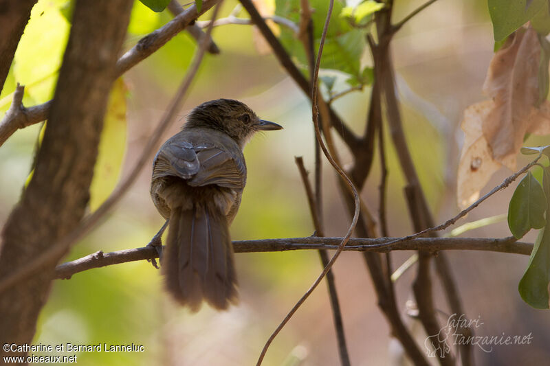 Terrestrial Brownbuladult