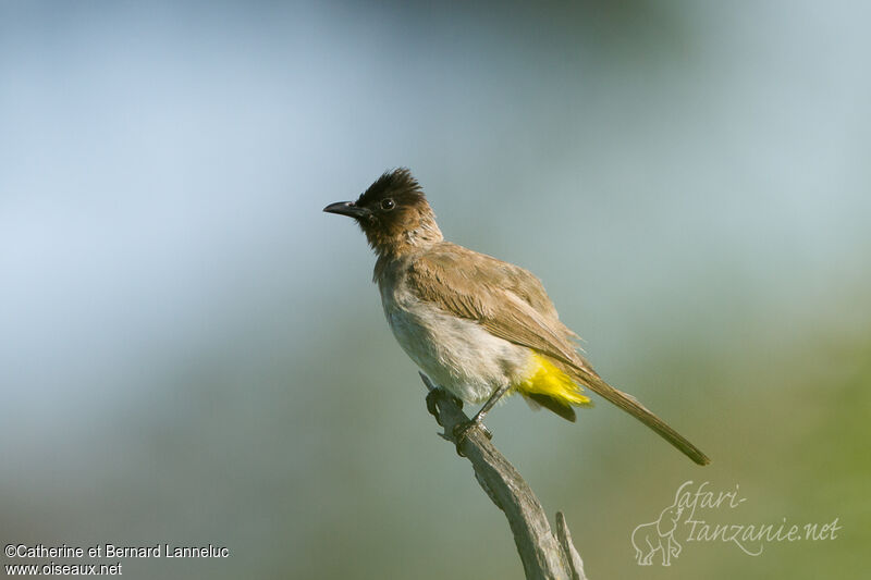 Bulbul tricoloreadulte, identification