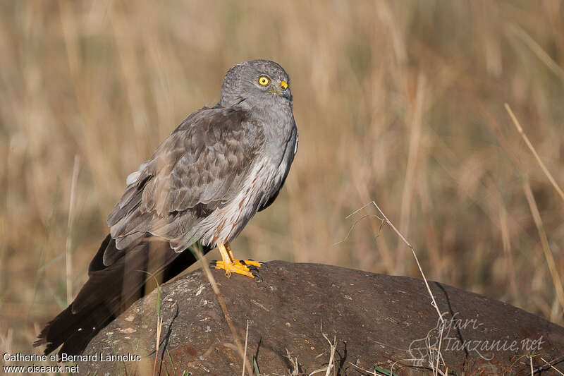 Montagu's Harrier male adult post breeding, identification