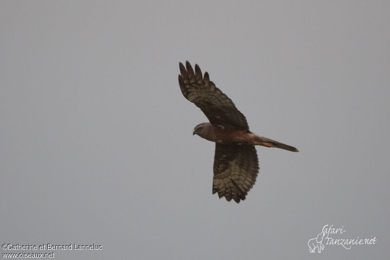 Eastern Marsh Harrier female adult, Flight