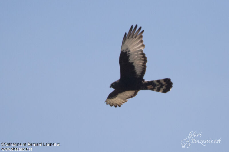 Black Harrieradult, Flight