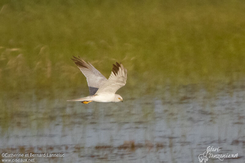 Pallid Harrier male adult, Flight