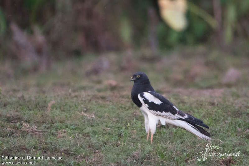 Pied Harrier male adult, identification