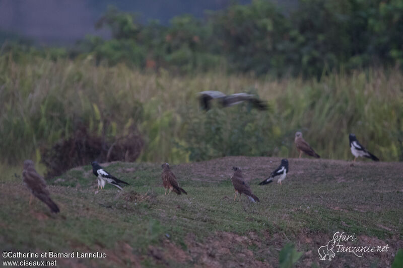 Pied Harrieradult, habitat