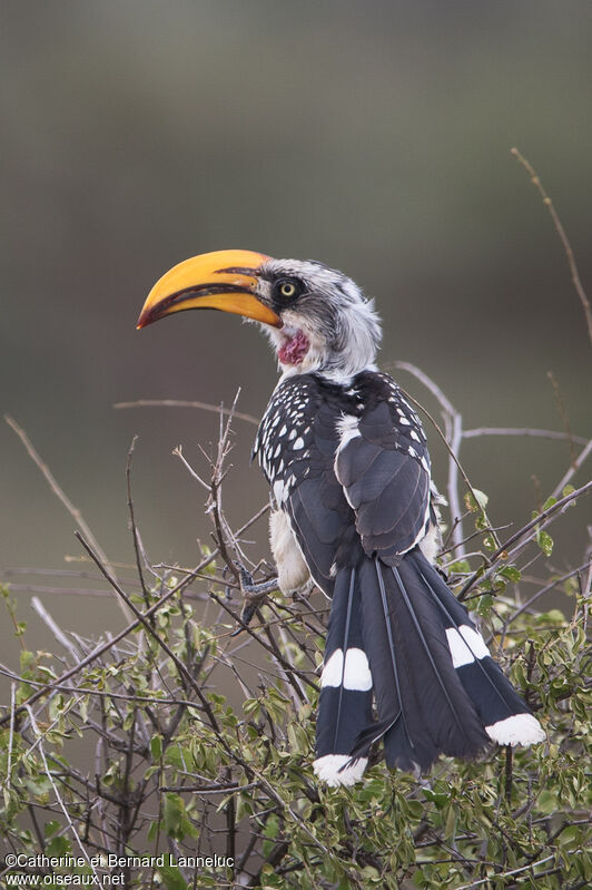 Eastern Yellow-billed Hornbilladult, identification