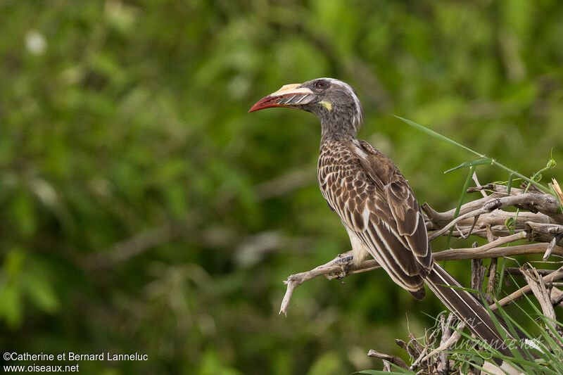 African Grey Hornbill female adult, identification