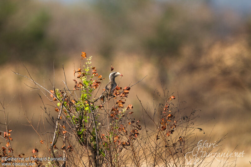 African Grey Hornbill female, habitat