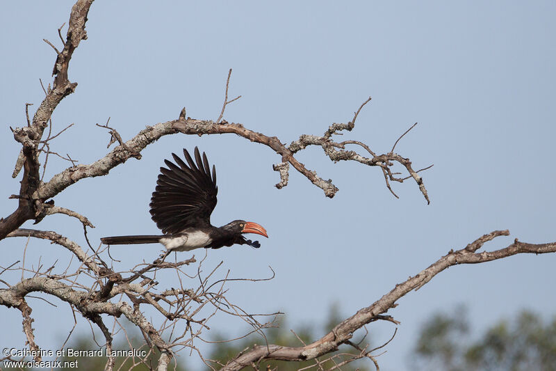 Crowned Hornbilladult, Flight