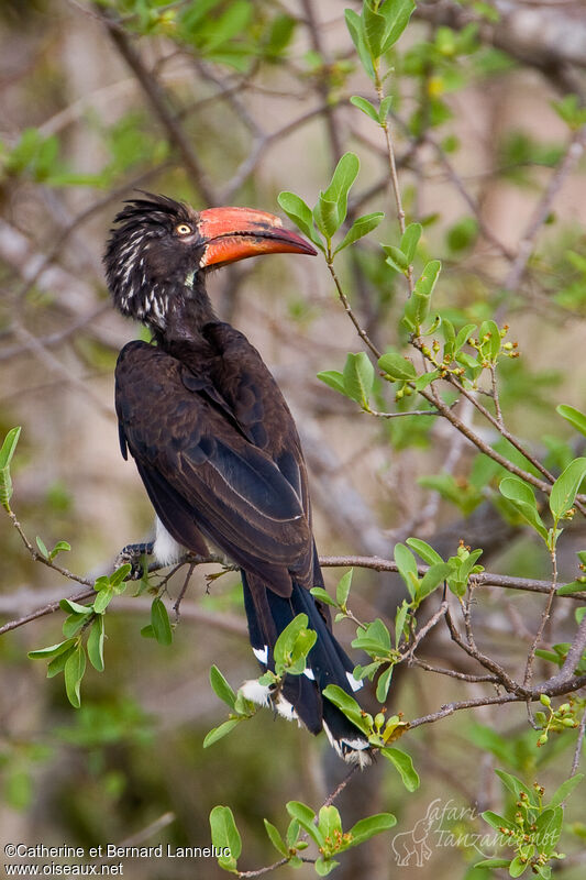 Crowned Hornbilladult, identification