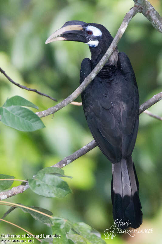 Bushy-crested Hornbill male adult, identification