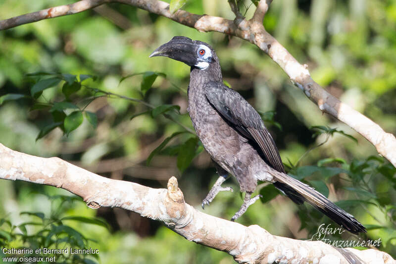 Bushy-crested Hornbill male juvenile, identification