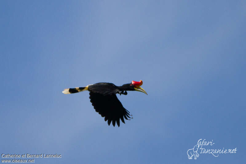 Rhinoceros Hornbill male adult, Flight