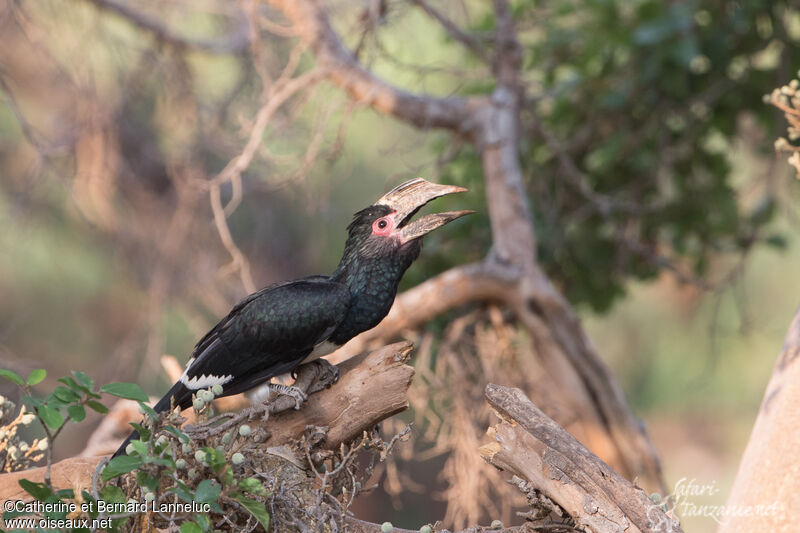 Trumpeter Hornbill female adult, habitat