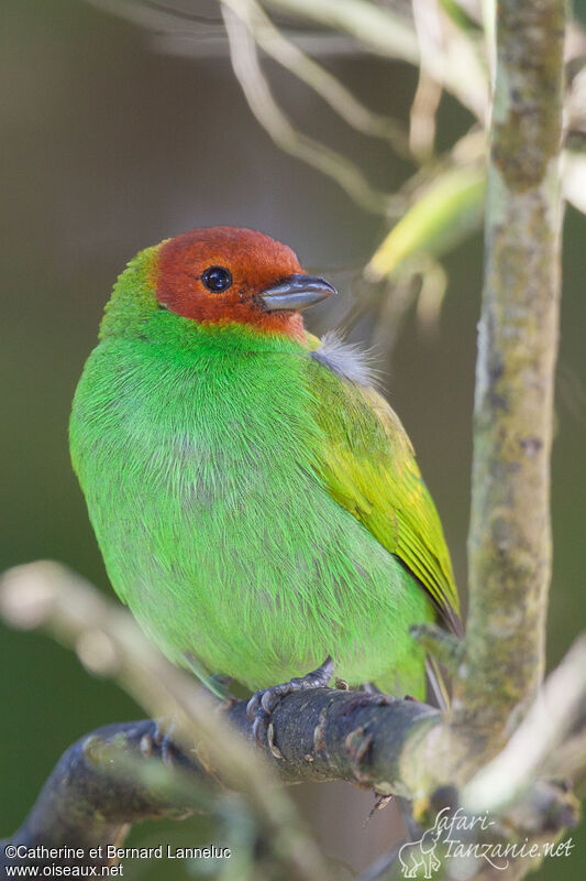 Bay-headed Tanageradult, aspect