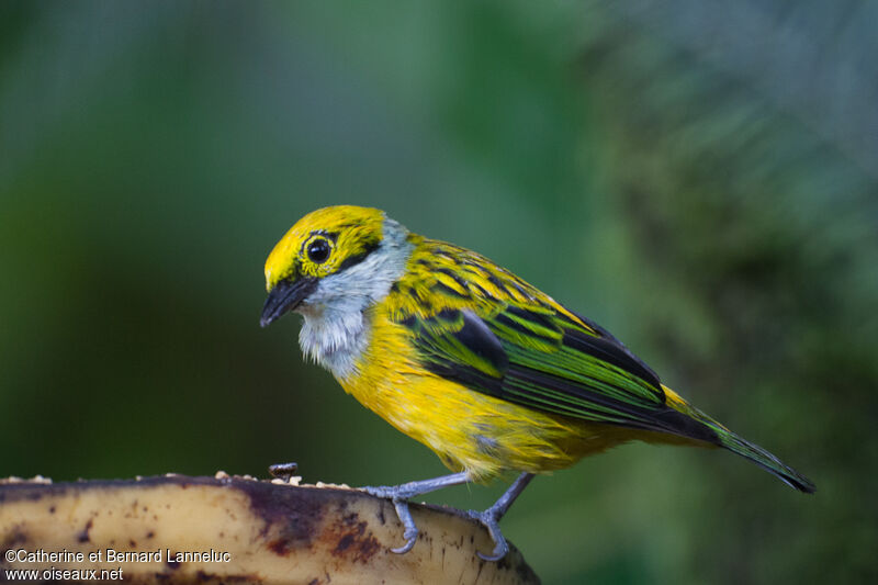 Silver-throated Tanager, identification