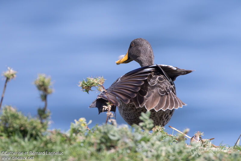 Yellow-billed Duckadult, care, Behaviour