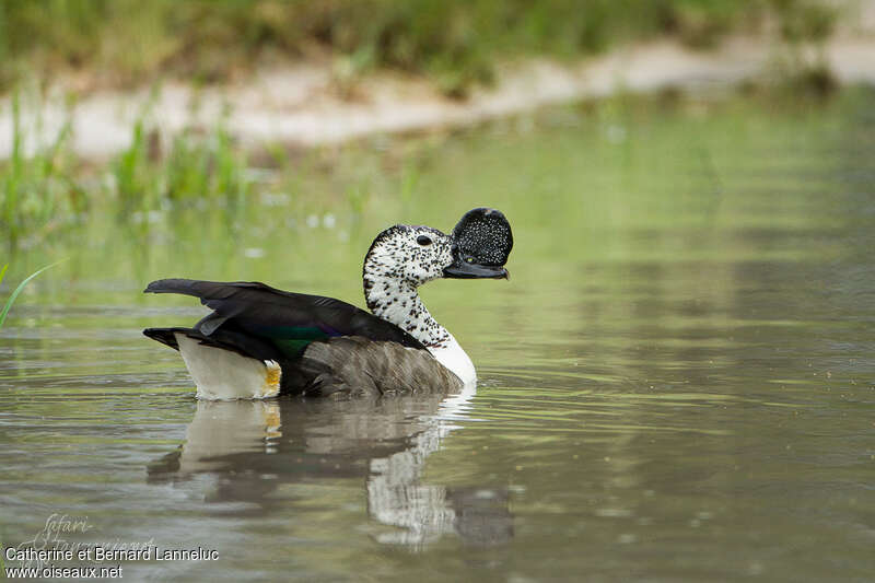 Canard à bosse mâle adulte nuptial, pigmentation, nage