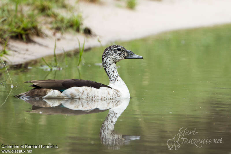 Canard à bosse femelle adulte, pigmentation, nage