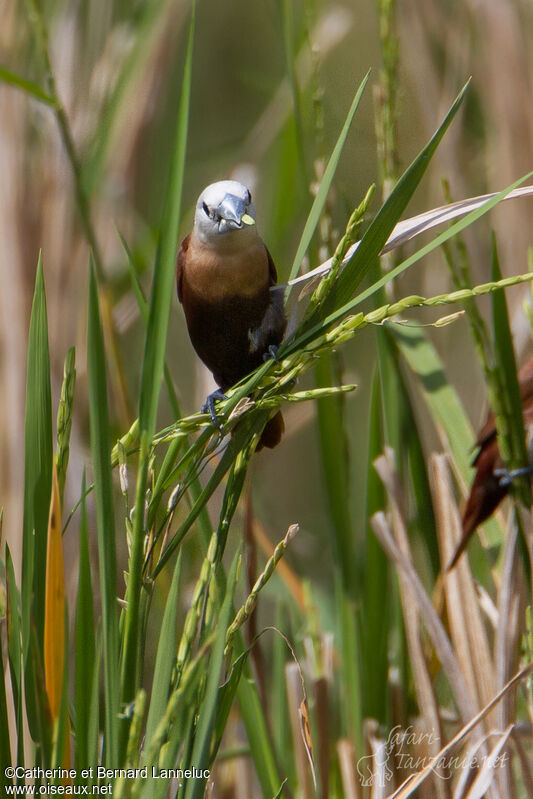 White-headed Muniaadult, habitat