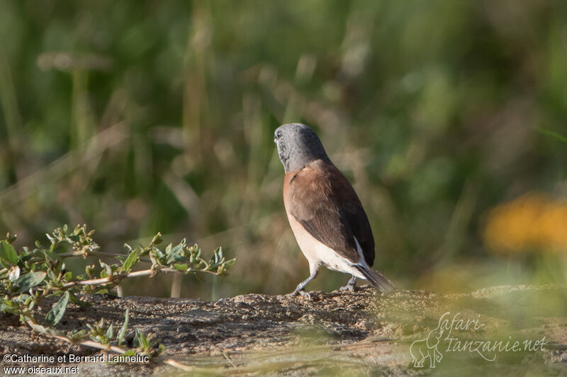 Grey-headed Silverbilladult