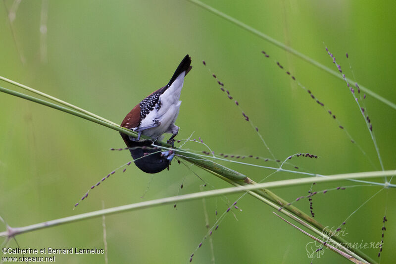 Black-and-white Mannikinadult, feeding habits, Behaviour